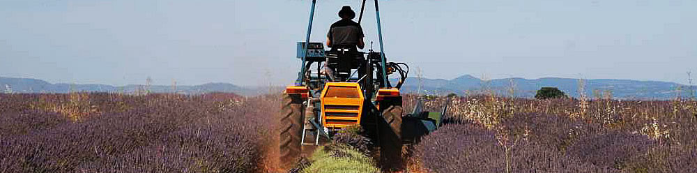 Our history 3 Damien Berenger harvesting organic lavender