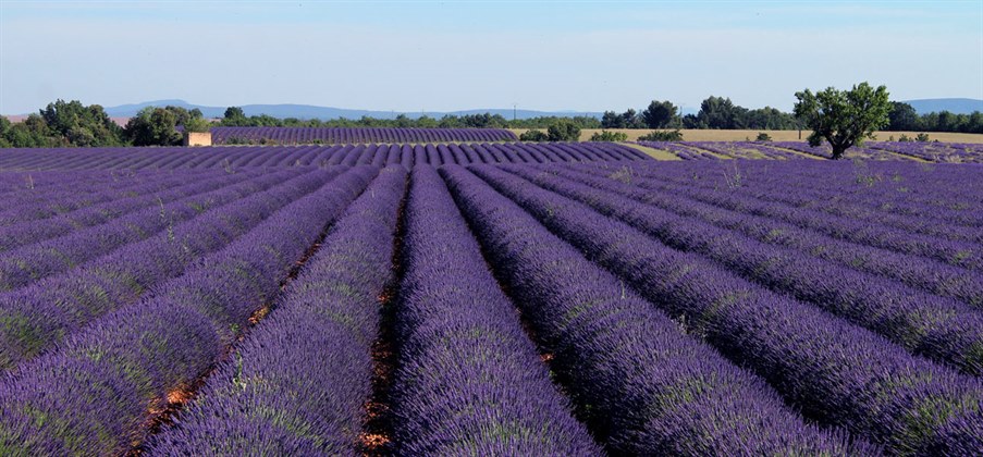 Lavendel oder Lavandin? Wetten, Sie liegen falsch! 1 Bio-Lavendel- und Lavandinfelder auf dem Plateau von Valensole
