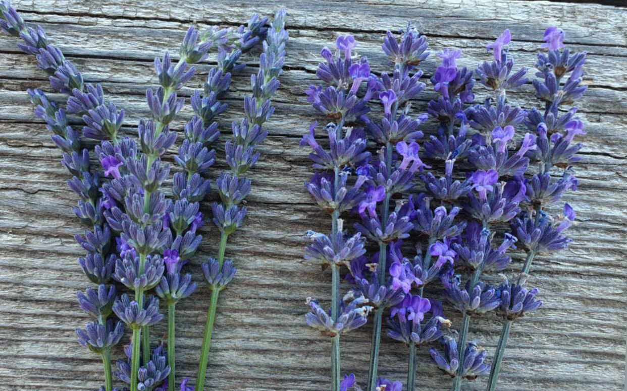 Comprendre les différentes variétées de Lavande que nous cultivons sur le Plateau de Valensole.