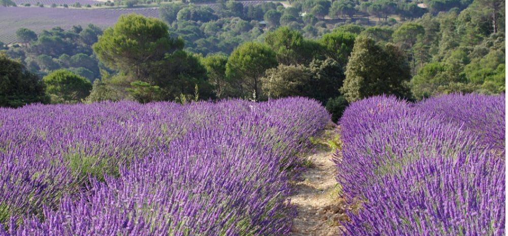 lavande-bio-plateau_valensole