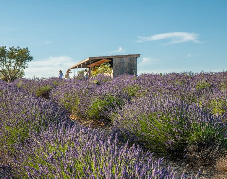 Our history 4 The Lavande Bio Berenger hut among the fields of the Valensole plateau