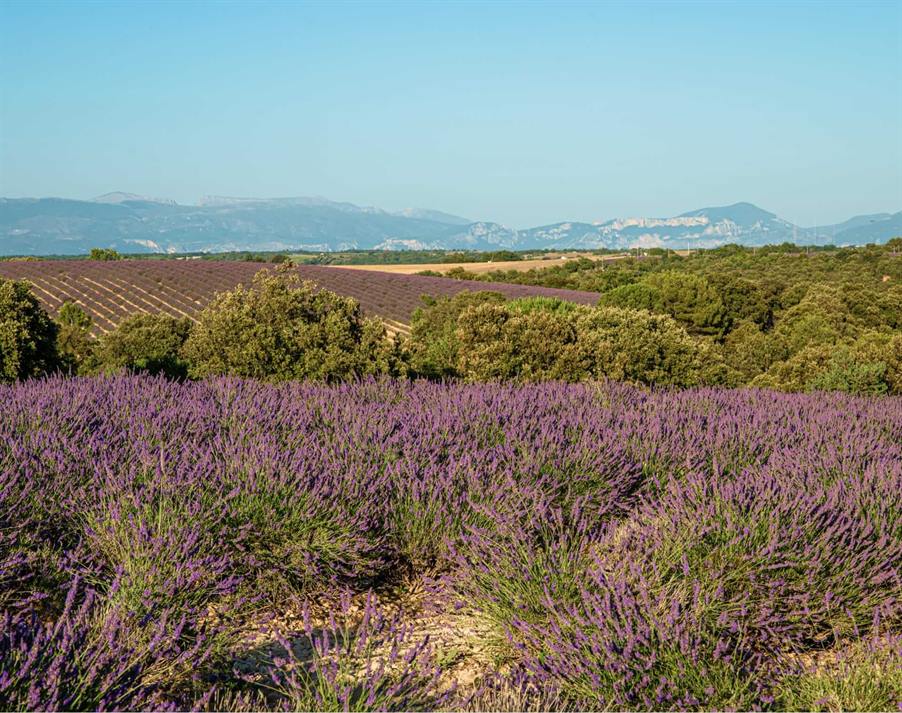 Lavendelfelder in Valensole: ein einzigartiges Schauspiel in der Provence 1 Le plateau de valensole