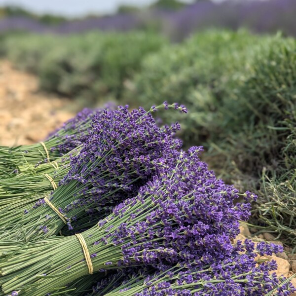lavande super bleue séchée bio Valensole Bérenger