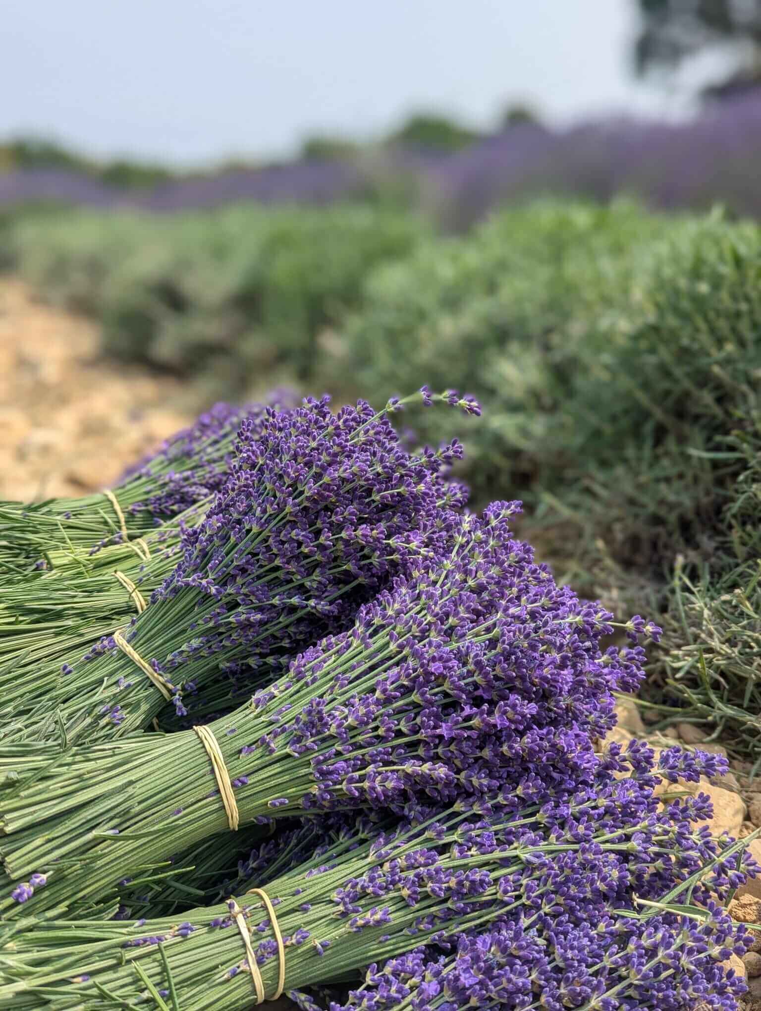 Strauß Lavendel Super Bleu (getrocknet) 1 lavande super bleue séchée bio Valensole Bérenger