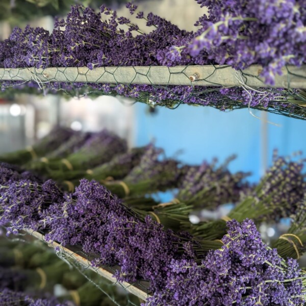 Des bottes de fleurs de lavande sont disposées en rangées sur des étagères en bois pour le séchage. Les fleurs d'un violet éclatant contrastent avec le fond bleu, créant une présentation visuellement attrayante.