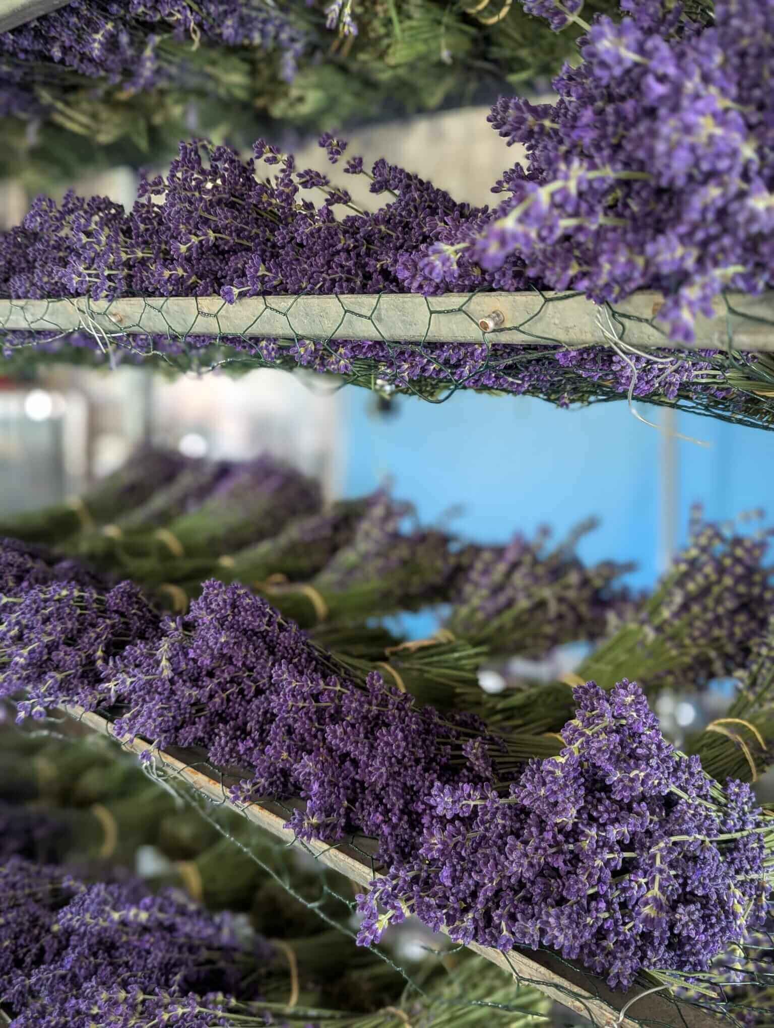 Strauß Lavendel Super Bleu (getrocknet) 2 Des bottes de fleurs de lavande sont disposées en rangées sur des étagères en bois pour le séchage. Les fleurs d'un violet éclatant contrastent avec le fond bleu, créant une présentation visuellement attrayante.