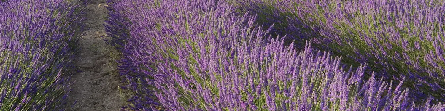 Accueil 2 Champs de lavande bio de la famille Berenger sur le plateau de Valensole