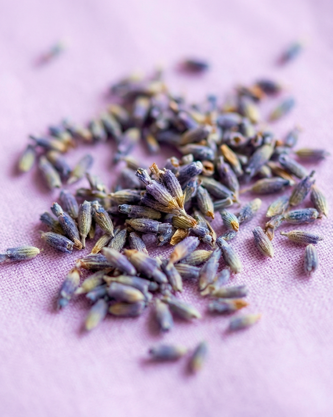 Lavendel oder Lavandin? Wetten, Sie liegen falsch! 2 Bio-Blüten des Feinen Lavendels (Lavandula angustifolia)