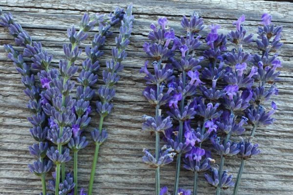 Comprendre les différentes variétées de Lavande que nous cultivons sur le Plateau de Valensole.
