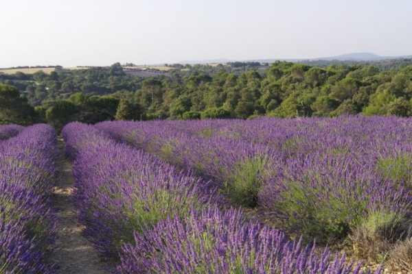 plateau de valensole